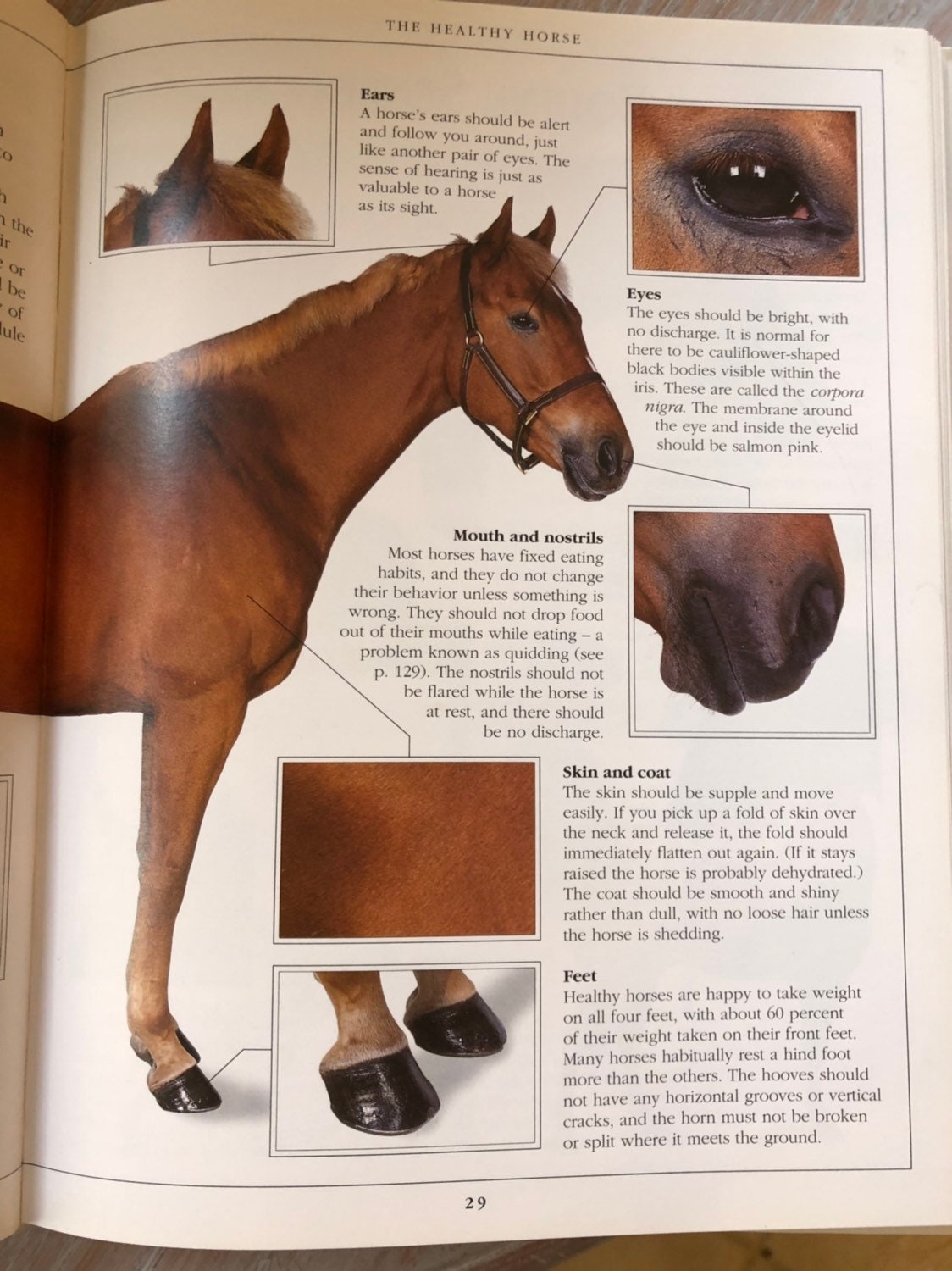 Vintage Book the Complete Horse Care Manual DK 1995 Country Etsy