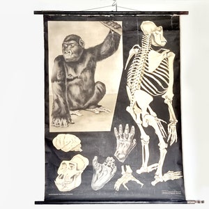 Alte Schultafel, Gorilla Rollkarte, Zoologische Lernkarte Jung-Koch-Quentell, Vintage Lernmaterial Zoo Affen, Schwarz Weiß Loft Dekoration