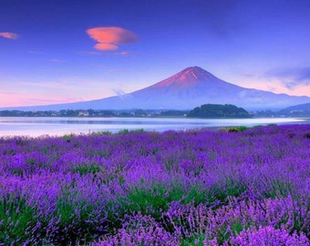 Purple Heaven