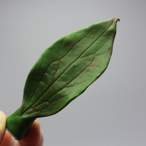 May include: A single, green leaf with prominent veins, curled at the base.