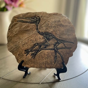 Może przedstawiać: Zfossilizowany szkielet prehistorycznego ptaka, zachowany w brązowej skale, wystawiony na czarnym metalowym stojaku.