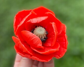 May include: A single red poppy flower with a dark center. The flower is held in a hand.