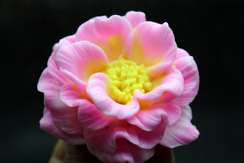 May include: A pink and yellow soap flower with a detailed center. The flower is made to look like a real flower.