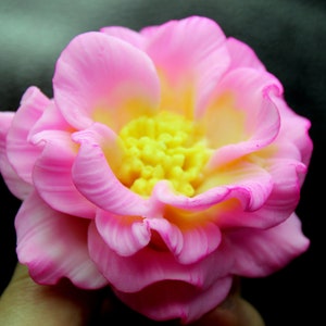 May include: A pink flower with a yellow center. The flower has many petals and is in full bloom.