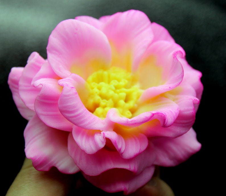May include: A pink flower with a yellow center. The flower has many petals and is in full bloom.