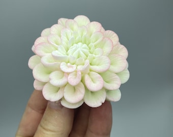May include: A delicate white and pink sugar flower with a layered, ruffled design. The flower is made of fondant and is perfect for decorating cakes and cupcakes.
