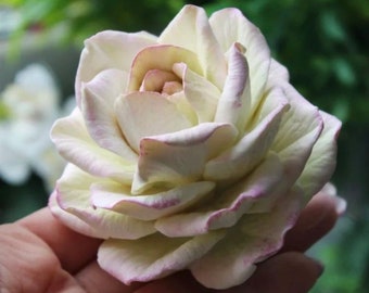 May include: A single, white rose with pink edges, crafted from fondant. The rose is shown in a hand, with the petals curled inwards.