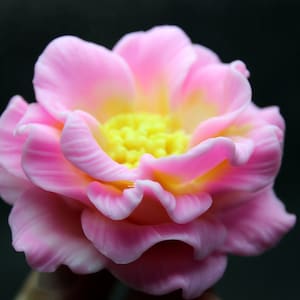 May include: A pink flower with yellow center petals. The flower has a delicate, ruffled texture.