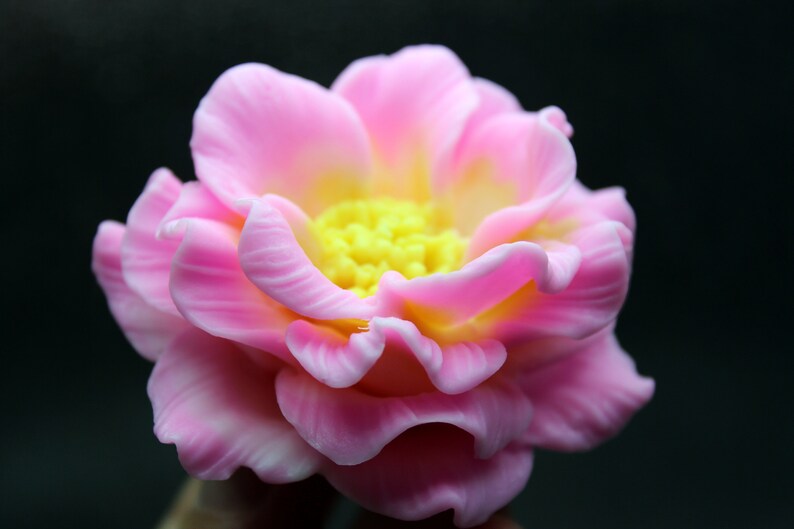 May include: A pink flower with yellow center petals. The flower has a delicate, ruffled texture.