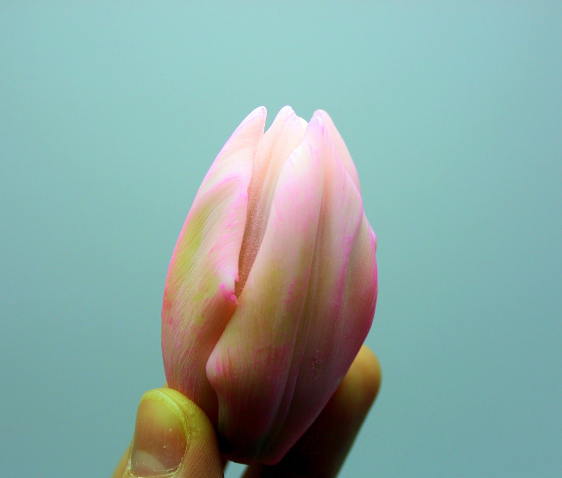 New Tulip Silicone mold for soap. Craft mold. Flower