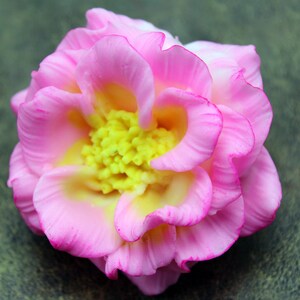 May include: A pink and yellow artificial flower with a ruffled texture. The flower is made of fabric and has a realistic appearance.