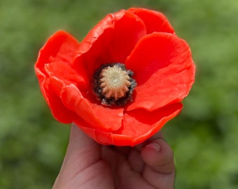 May include: A single red poppy flower with a dark center. The flower is held in a hand.