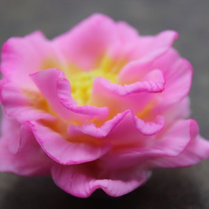 May include: A pink flower with yellow center petals. The flower has a delicate, ruffled appearance.