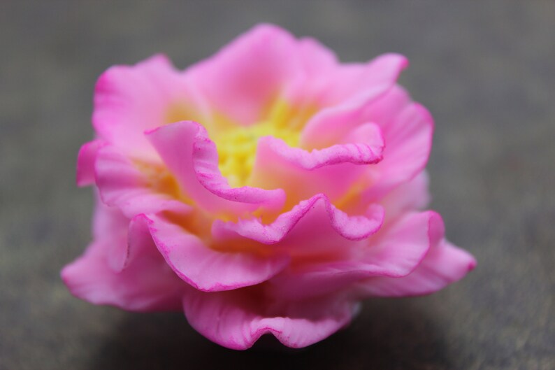 May include: A pink flower with yellow center petals. The flower has a delicate, ruffled appearance.