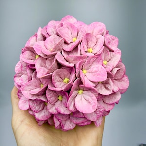 May include: A close-up of a pink hydrangea flower with yellow centers. The flower is held in a hand against a gray background. The petals are a soft pink with darker pink edges.
