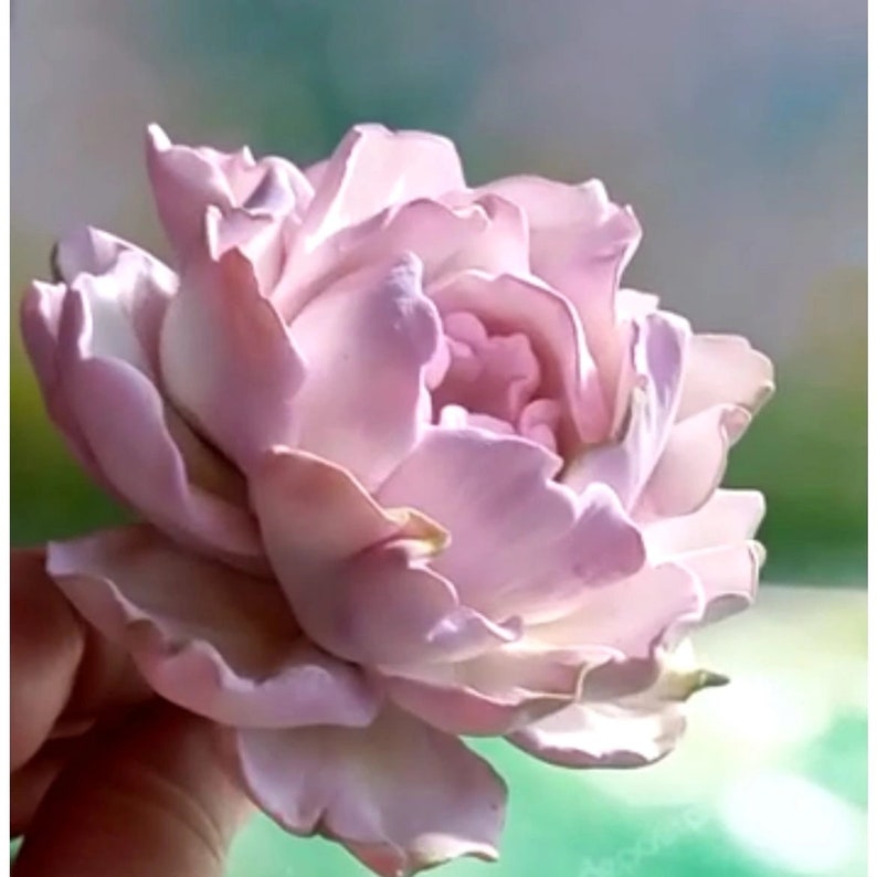 Pode incluir: Uma flor de pe&ocirc;nia rosa claro delicada com p&eacute;talos macios e enrugados. A flor est&aacute; em plena flora&ccedil;&atilde;o e tem uma apar&ecirc;ncia delicada e feminina.
