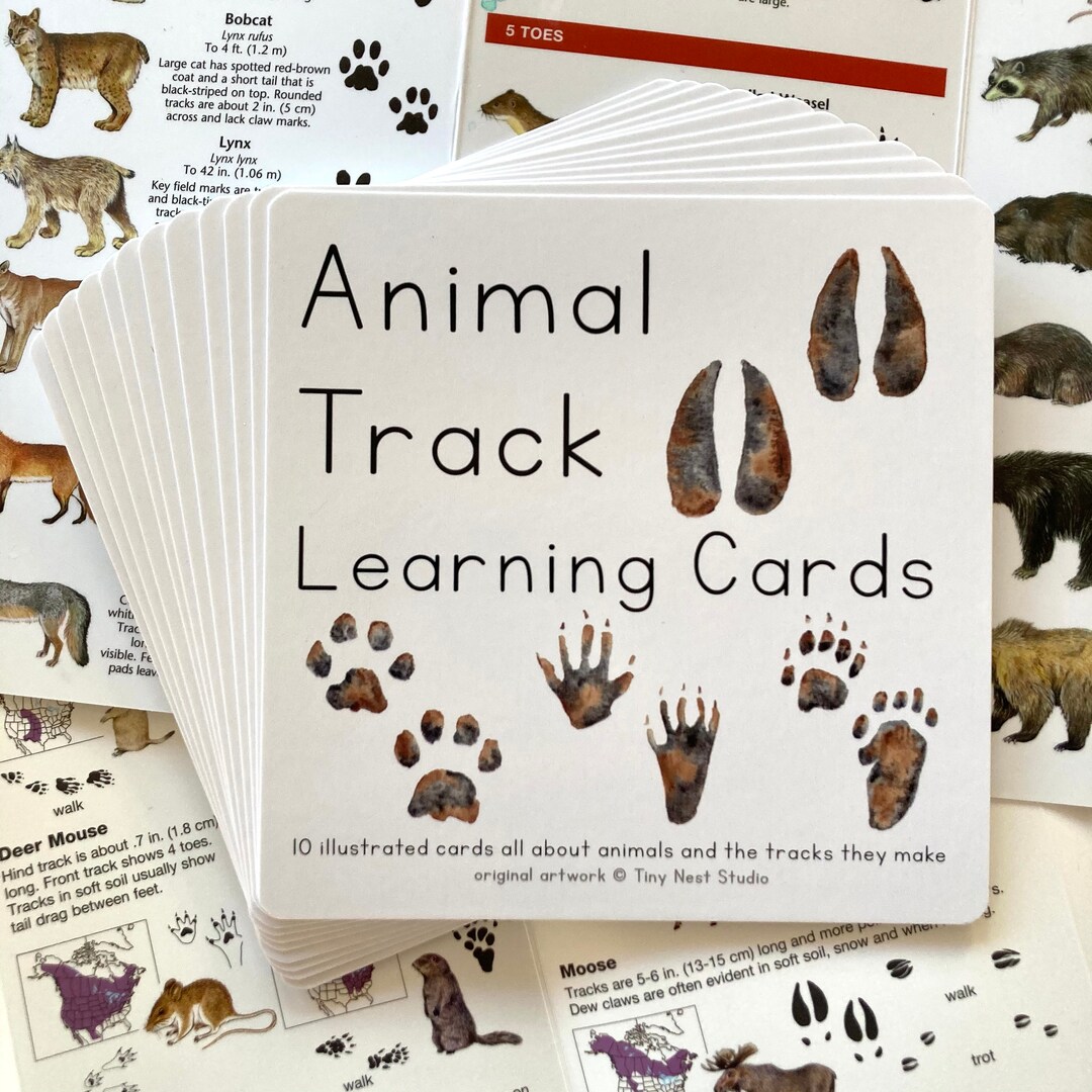 Animal Tracks Learning Cards Animal Track Identification Animal Prints ...