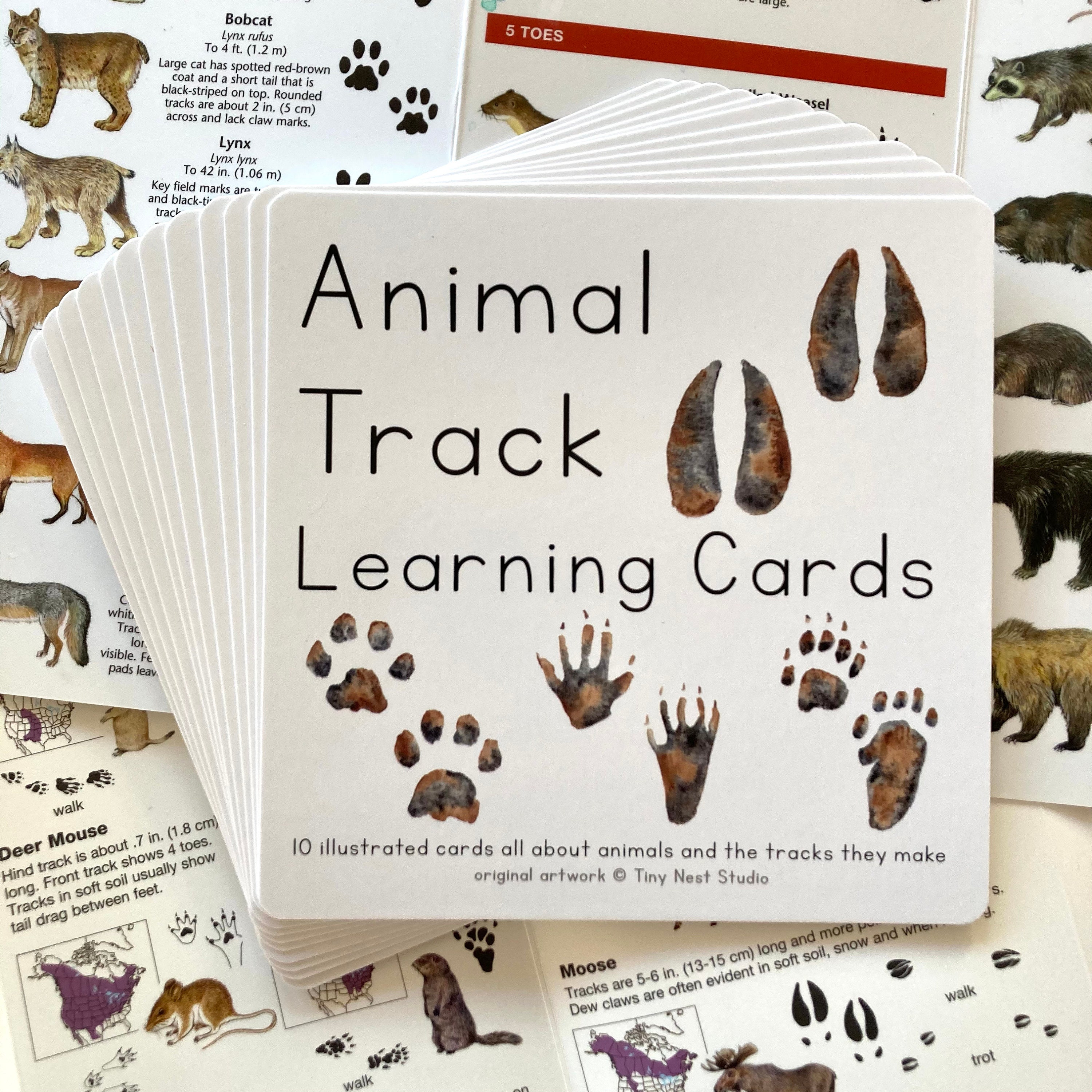 Identify Animal Tracks In Your Backyard & Beyond… - Childhood By Nature