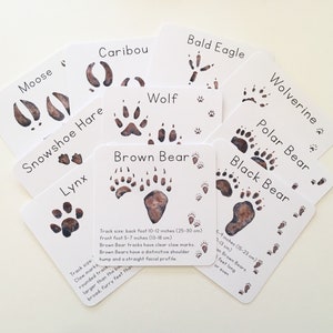 Tarjetas de aprendizaje de pistas de animales de Alaska, Descarga digital de pistas de animales, Ciencias de la educación en el hogar, Estudio de la naturaleza, Aprendizaje Montessori, Paseo por la naturaleza