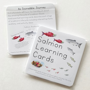 Tarjetas de ciclo de vida del salmón, Estudio del ciclo de vida, Ciencia de la educación en el hogar, Pegatinas de salmón,