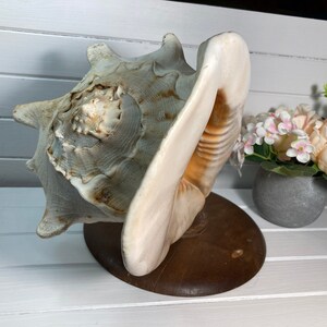 Giant Conch Shell, Stand, Real Natural Shell, Marine, Nautical Decor ...