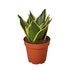 see more listings in the Easy Care Plants section