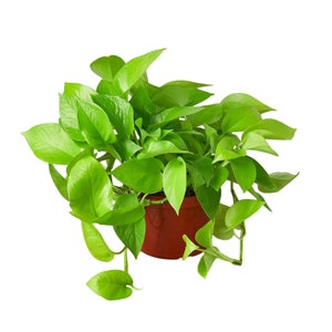 Neon Pothos Epipremnum Pinnatum 6" Pot