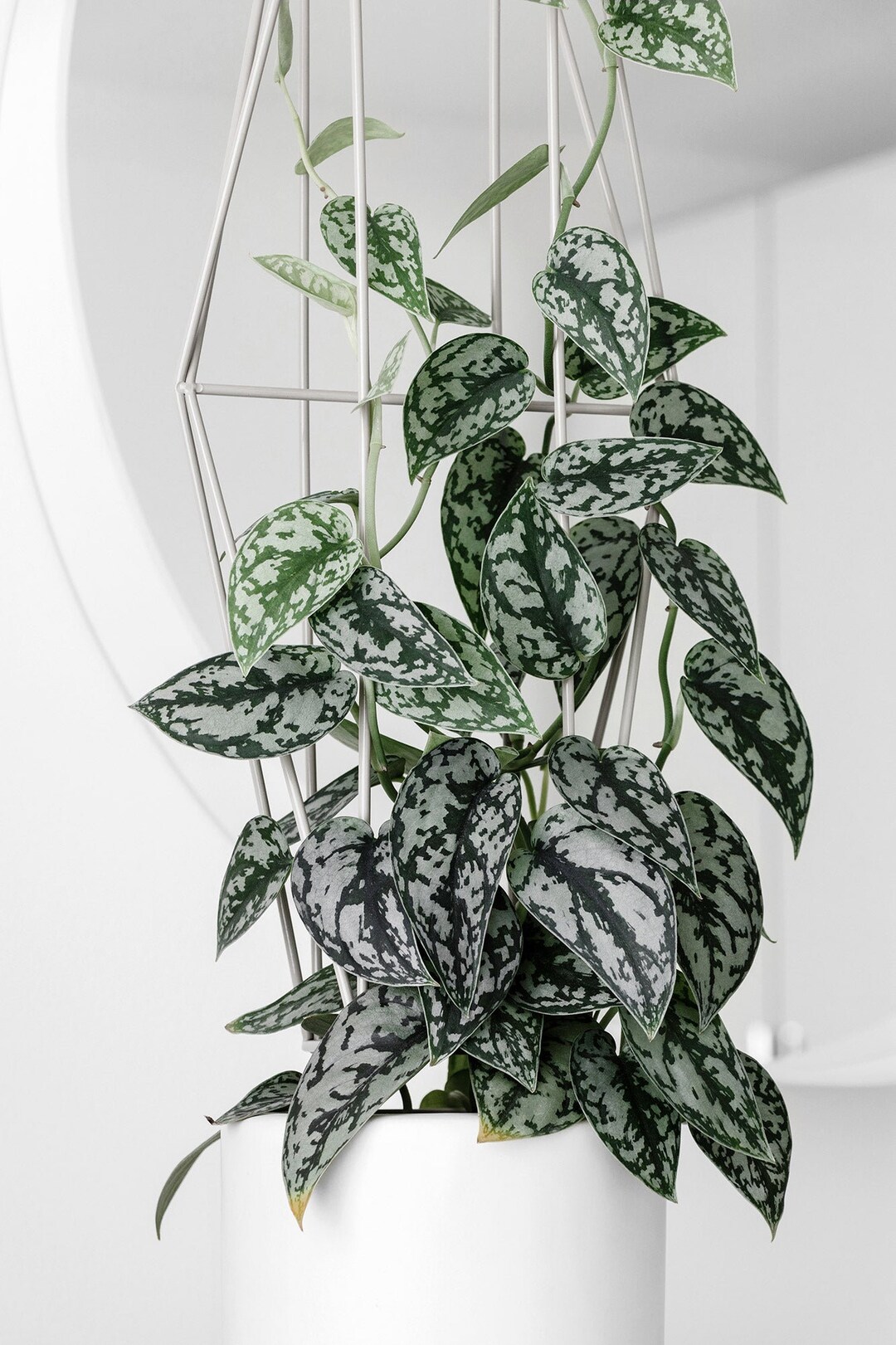Silver Splash Pothos Etsy
