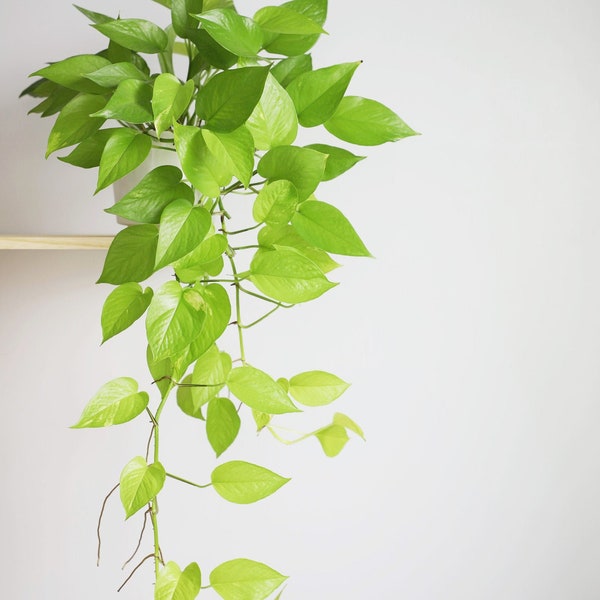 Neon Pothos - Epipremnum Pinnatum