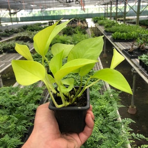 Neon Pothos Epipremnum Pinnatum 3" Pot