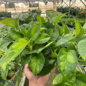 Pothos 'Global Green'