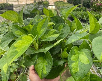 Pothos 'Global Green'