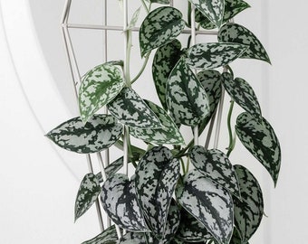 Silver Splash Pothos - Scindapsus Pictus Exotica