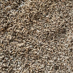 May include: Close-up of a pile of rye grains. The grains are a light brown color and have a long, slender shape. The image is a full frame, showing the texture and density of the grains.