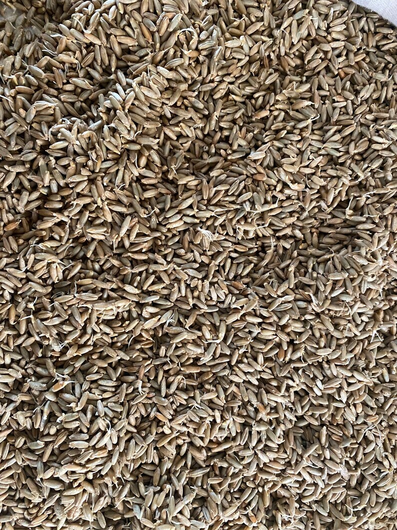 May include: Close-up of a pile of rye grains. The grains are a light brown color and have a long, slender shape. The image is a full frame, showing the texture and density of the grains.