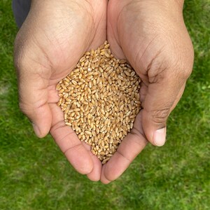 May include: A close-up shot of hands cupping a pile of wheat grains. The wheat is a light brown color and fills the palms. The background is a blurred green lawn.