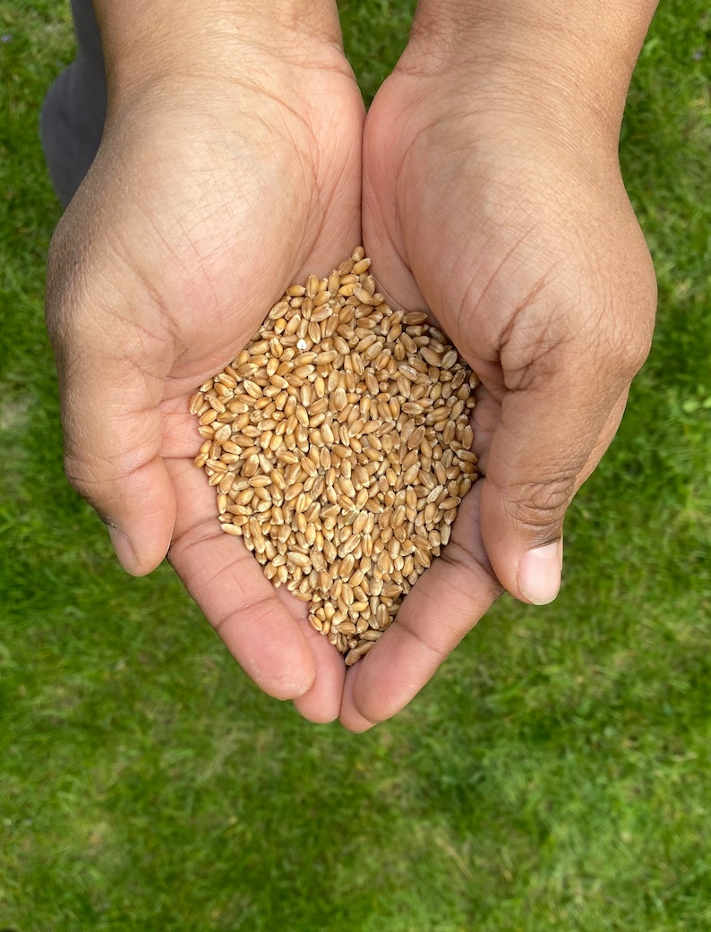 May include: A close-up shot of hands cupping a pile of wheat grains. The wheat is a light brown color and fills the palms. The background is a blurred green lawn.
