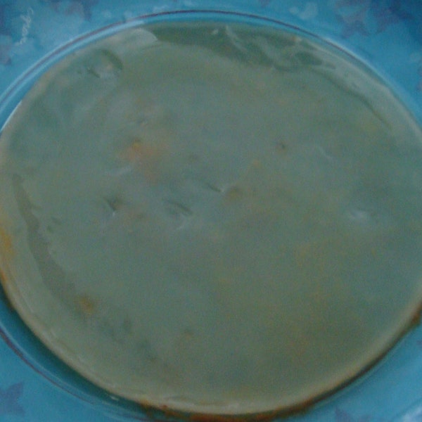 LIVE ORGANIC Kombucha SCOBY