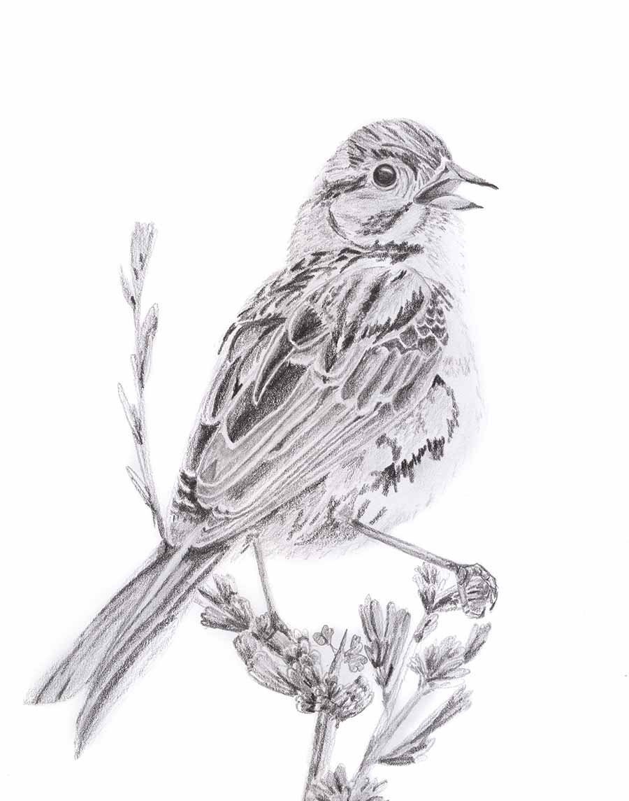 Oiseau Noir Et Blanc Dessin Doiseau Moineau Dessin Etsy France