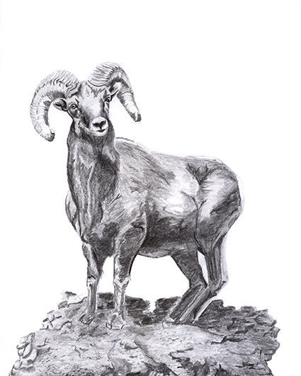 Colorado State Rams Hunting Decor Gifts for Hunters - Etsy Colorado State Rams Hunting Decor Gifts for Hunters - Etsy