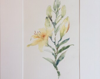 Mis lirios de verano