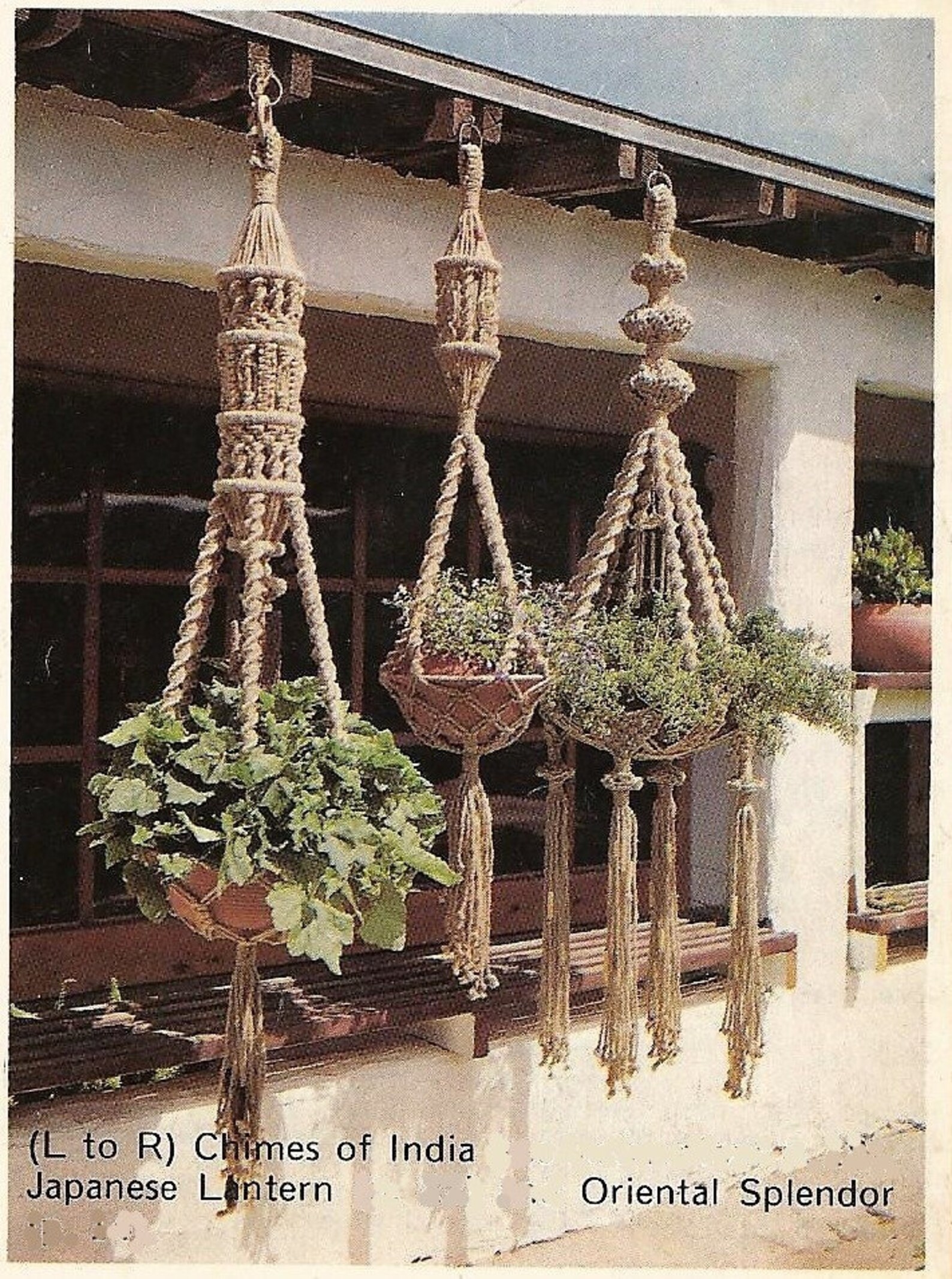 3 Macrame Plant Hanger Patterns Free Beginners Sampler,pdf Digital ...