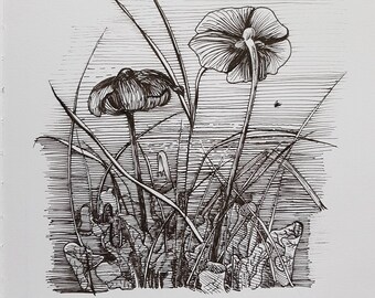 Pitcher plant fly ink 6"x6" square art print