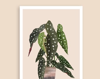 Trout begonia, poster, A4, art print, plants