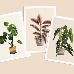 Postkarten mit Pflanzen, 3er Set Monstera, Ficus, Begonia