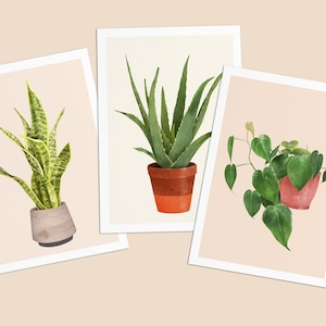 Postkarten mit Pflanzen, 3er Set, Sanseviera, Aloe Vera, Herzblatt Philodendron