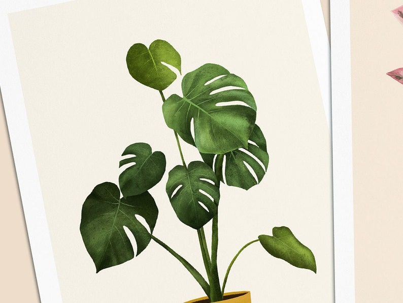 Postkarten mit Pflanzen, 3er Set Monstera, Ficus, Begonia immagine 2