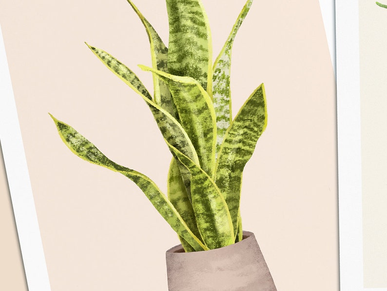 Postkarten mit Pflanzen, 3er Set, Sanseviera, Aloe Vera, Herzblatt Philodendron Bild 2