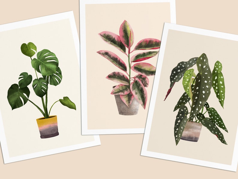 Postkarten mit Pflanzen, 3er Set Monstera, Ficus, Begonia immagine 5