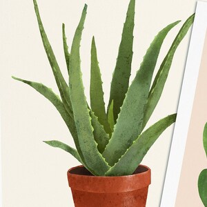 Postkarten mit Pflanzen, 3er Set, Sanseviera, Aloe Vera, Herzblatt Philodendron Bild 3
